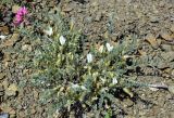 Astragalus sareptanus