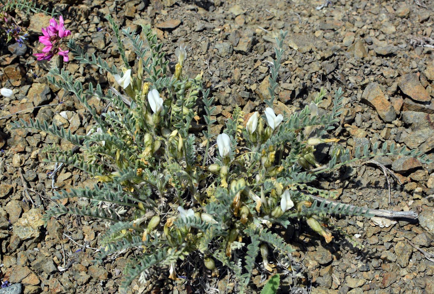 Изображение особи Astragalus sareptanus.