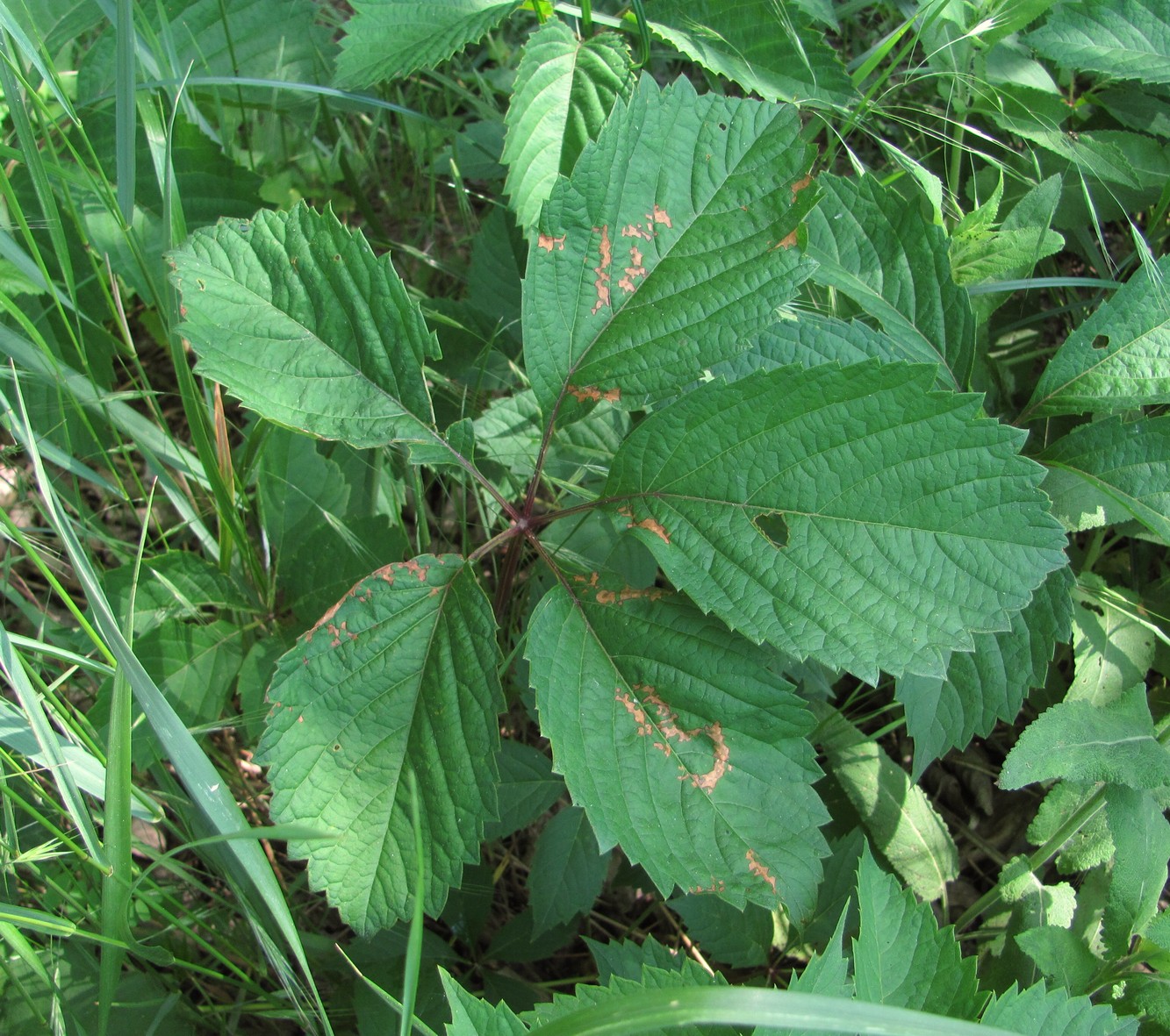 Image of Parthenocissus quinquefolia specimen.