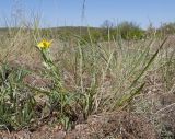 Scorzonera laciniata