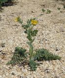 Glaucium flavum