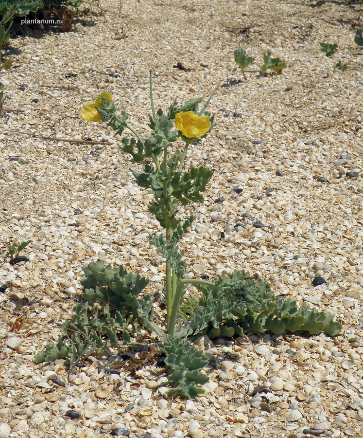 Изображение особи Glaucium flavum.