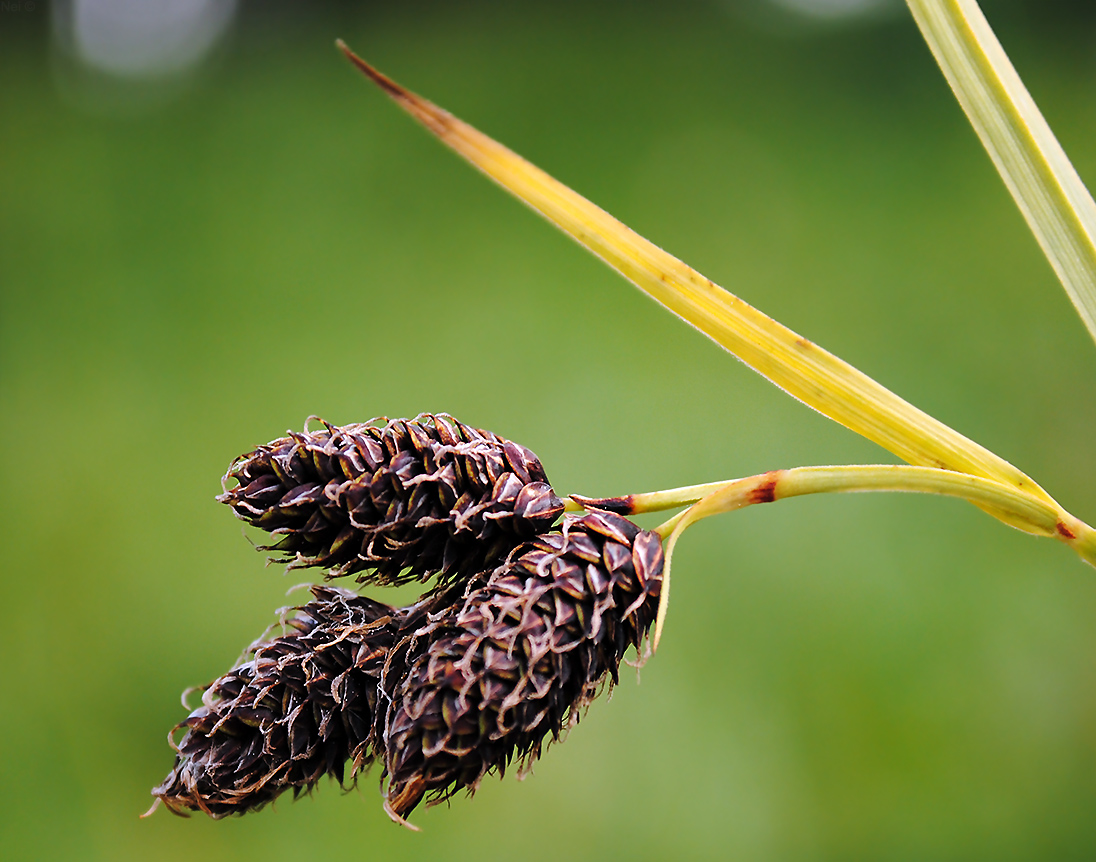 Image of Carex aterrima specimen.