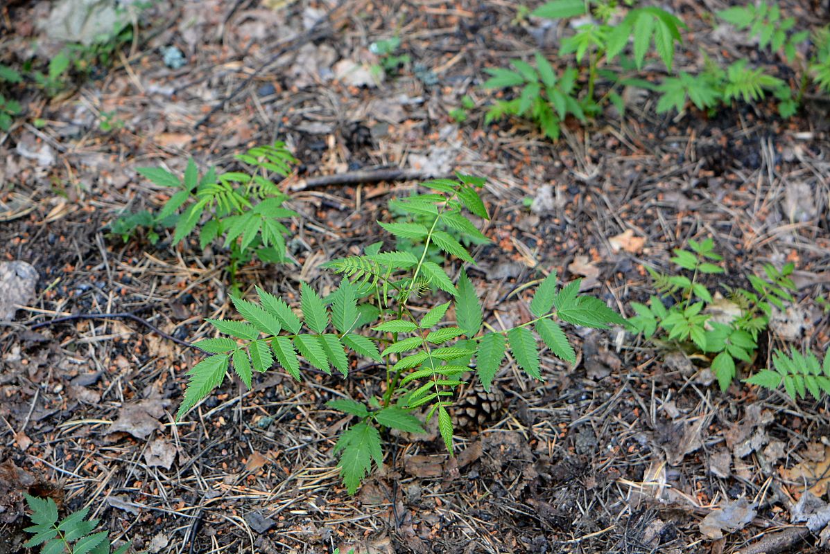 Image of Sorbaria sorbifolia specimen.