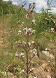 Silene viscosa. Верхушка соцветия с цветками, поражёнными головнёй (Microbotryum violaceum). Кабардино-Балкария, Эльбрусский р-н, окр. с. Нейтрино, ок. 1850 м н.у.м., сухой каменистый склон. 08.07.2020.