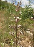 Silene viscosa