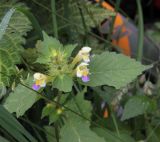 Galeopsis speciosa