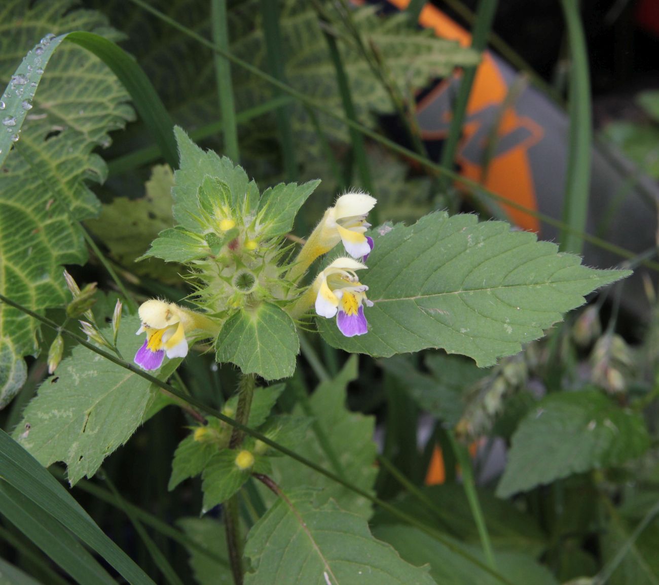 Image of Galeopsis speciosa specimen.