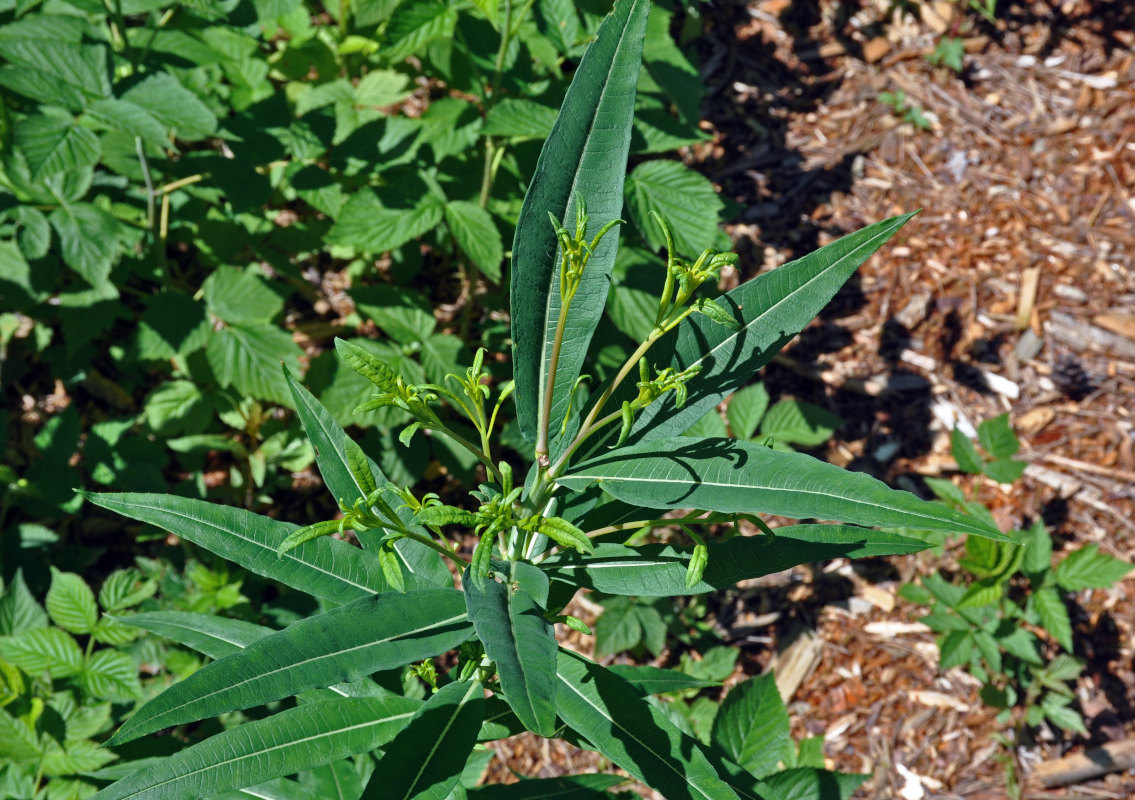 Image of Chamaenerion angustifolium specimen.