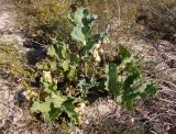 Crambe maritima. Вегетирующее растение. Украина, Херсонская обл., Генический р-н, Арабатская стрелка, окраина села Счастливцево, поросший травянистой растительностью участок возле пляжа, восточный берег. 17.08.2020.