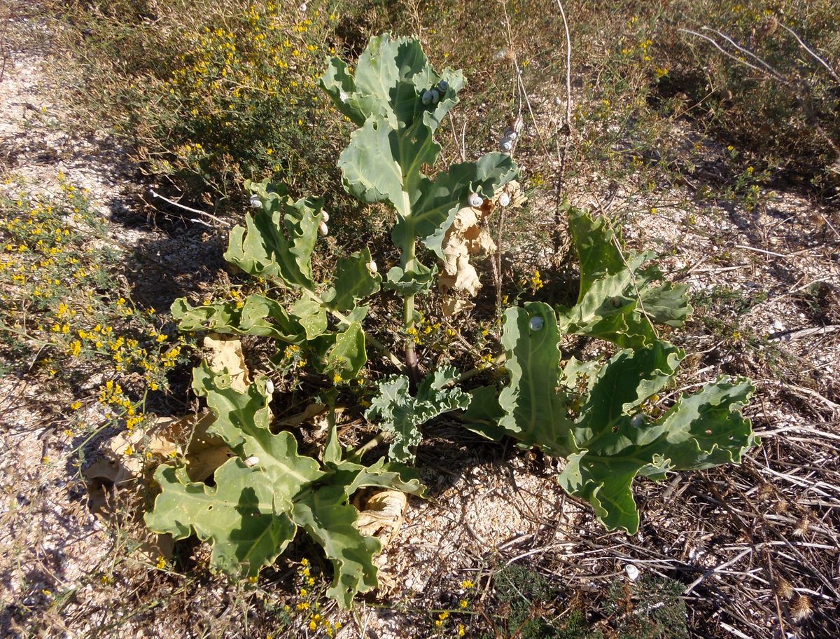 Изображение особи Crambe maritima.