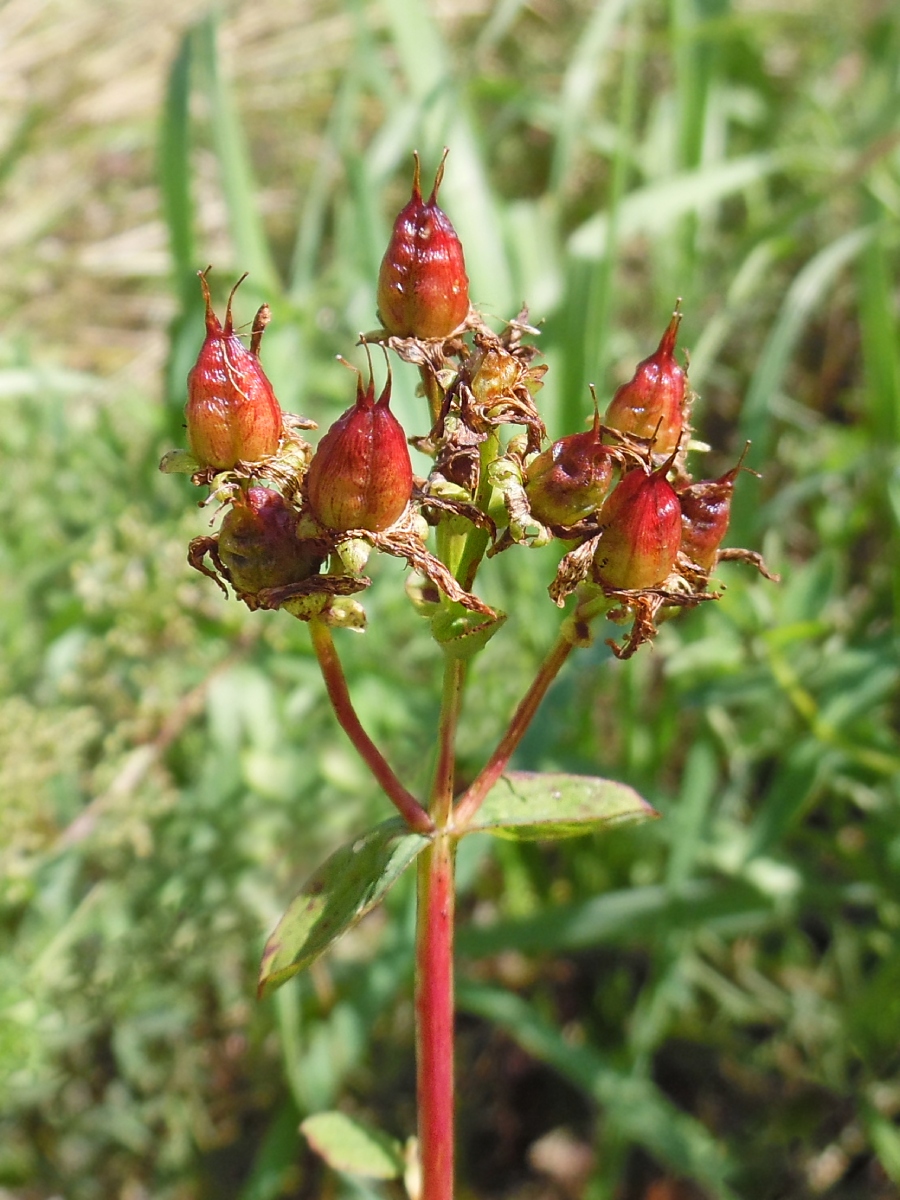 Изображение особи Hypericum maculatum.