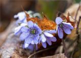 Hepatica nobilis. Цветки. Ленинградская обл., Ломоносовский р-н, долина р. Шингарка, берег ручья, закустаренный разнотравный луг. 18.04.2020.