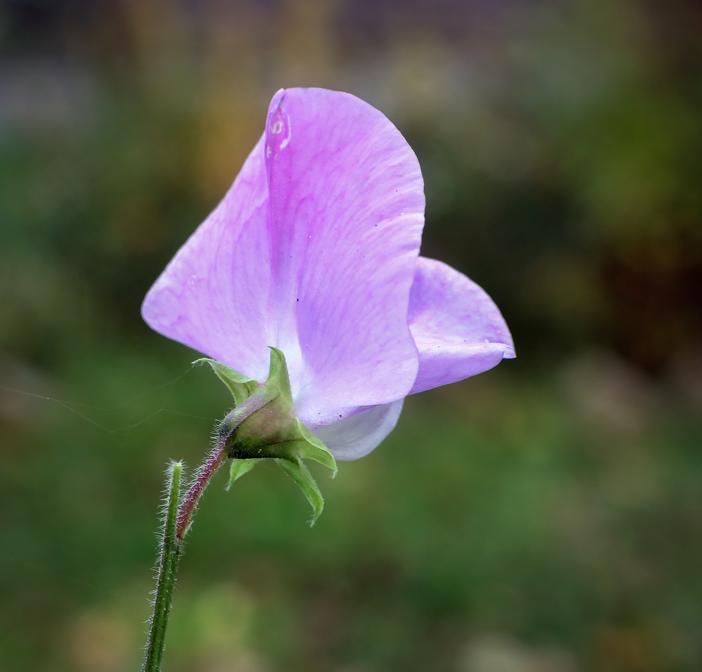 Image of Lathyrus odoratus specimen.