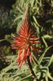 Aloe arborescens. Соцветие. Испания, автономное сообщество Каталония, провинция Жирона, комарка Баш-Эмпорда, муниципалитет Палафружель, ботанический сад \"Кап-Роч\". 09.12.2018.