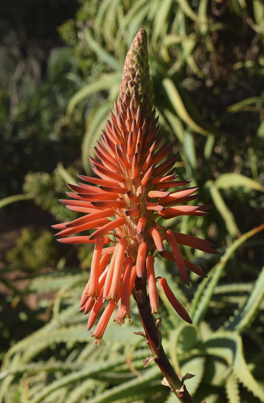 Изображение особи Aloe arborescens.