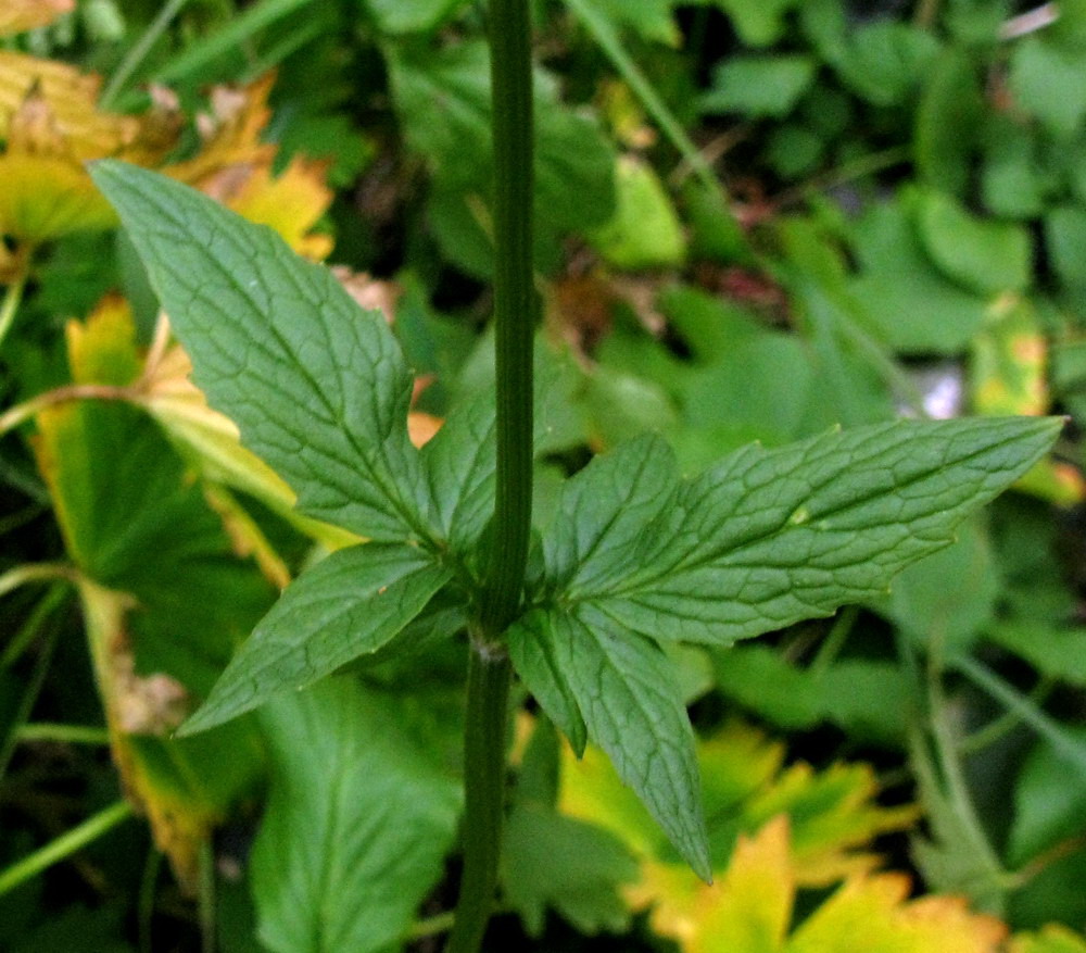 Изображение особи Valeriana altaica.