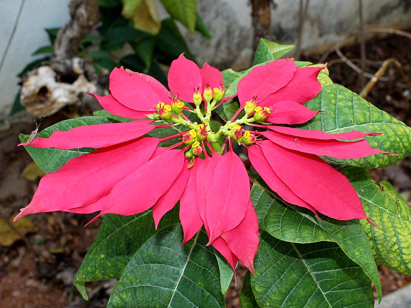 Image of Euphorbia pulcherrima specimen.