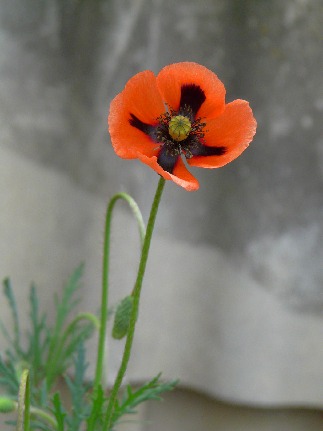 Image of Papaver stevenianum specimen.