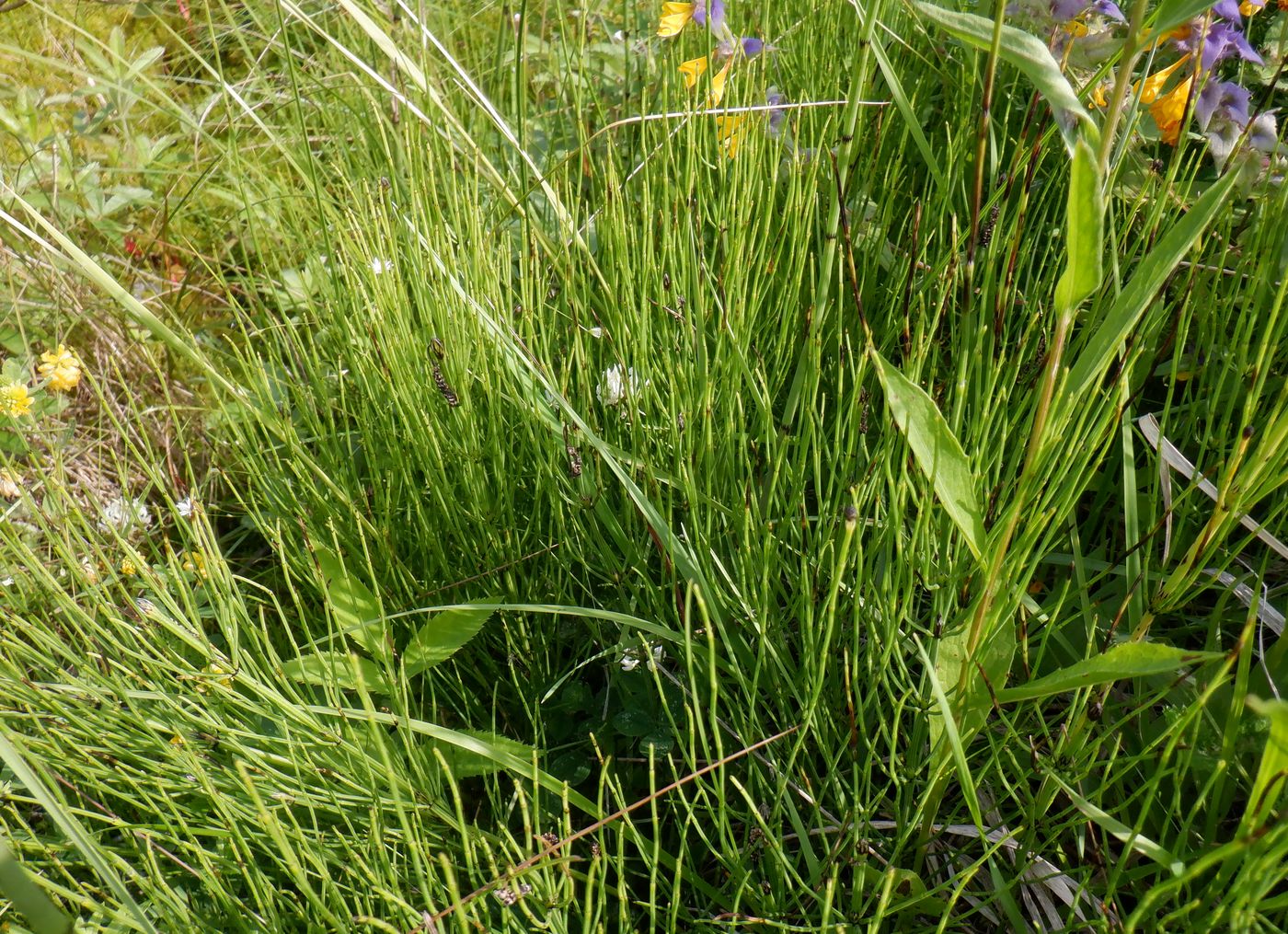 Image of Equisetum palustre specimen.