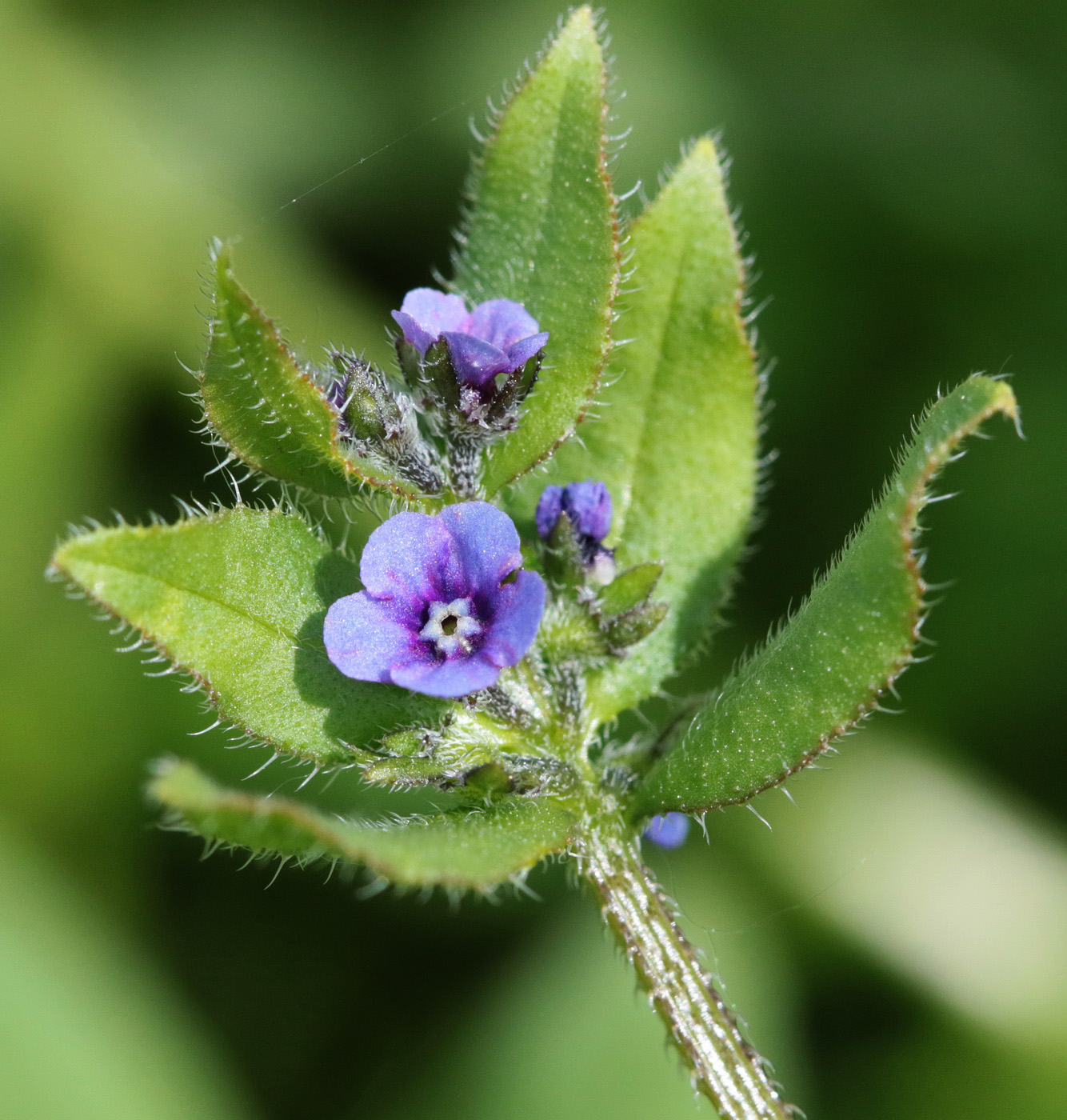 Image of Asperugo procumbens specimen.