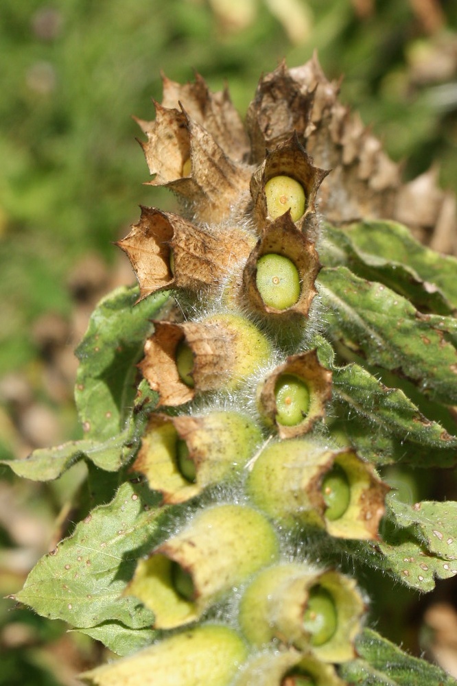 Изображение особи Hyoscyamus niger.