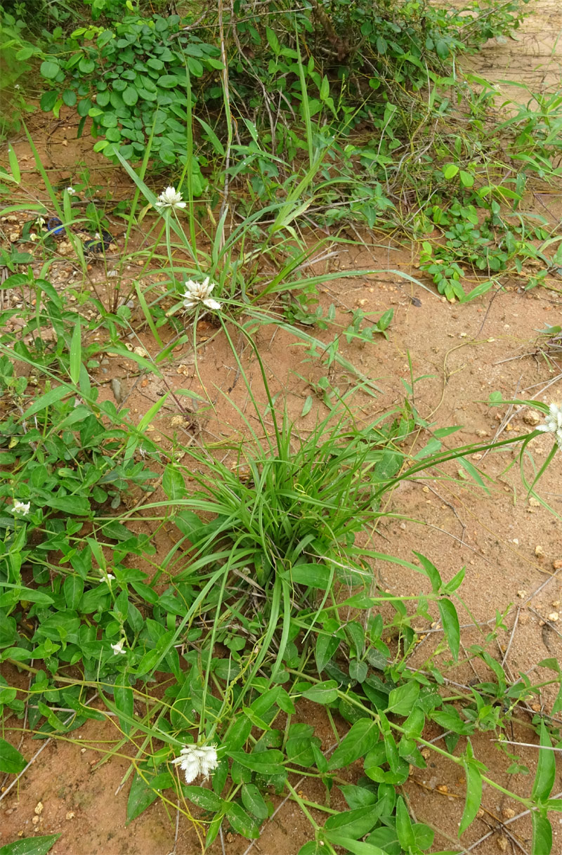 Image of Cyperus niveus specimen.