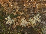 Eryngium amethystinum. Цветущие растения. Хорватия, Дубровник, гора Srd, травянистый склон с одиночными кустарниками. 28 августа 2010 г.