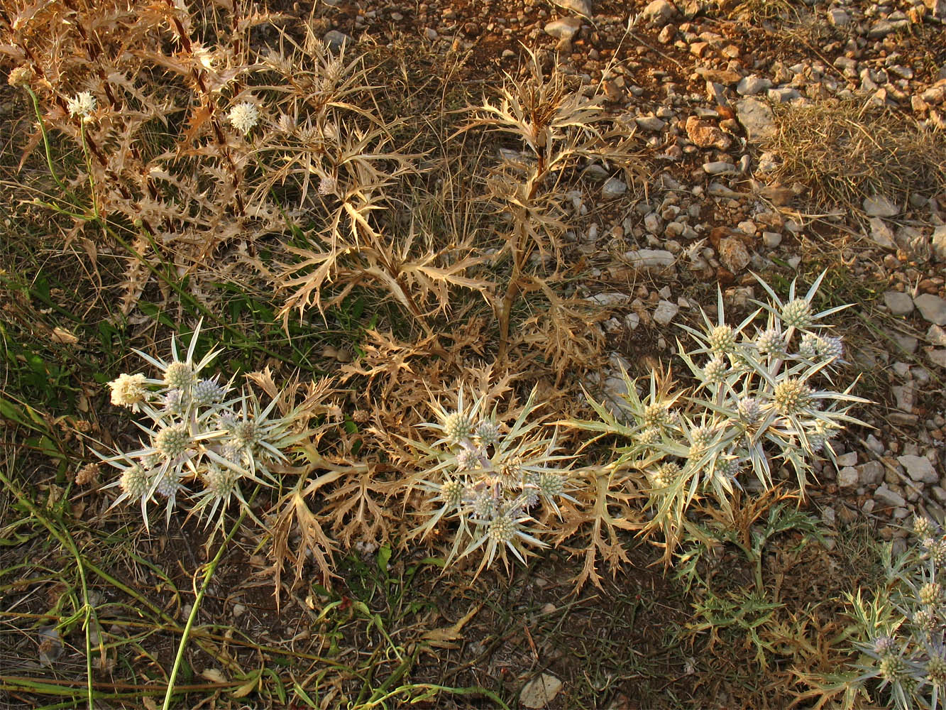 Изображение особи Eryngium amethystinum.