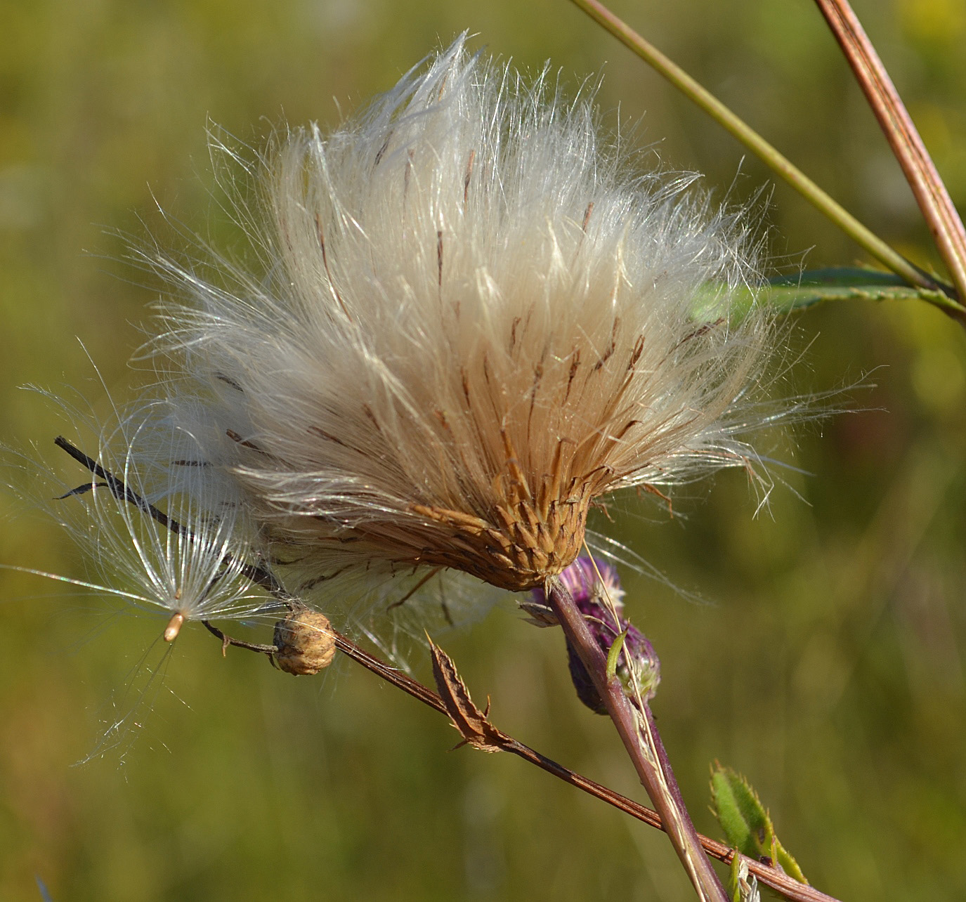 Image of Cirsium setosum specimen.
