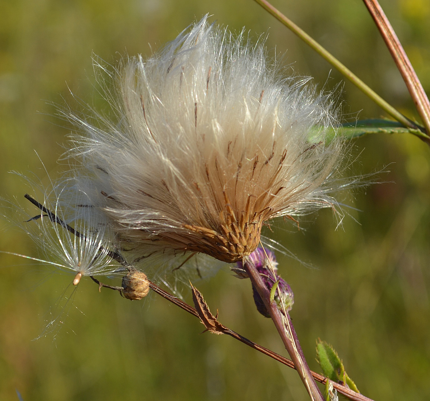 Изображение особи Cirsium setosum.