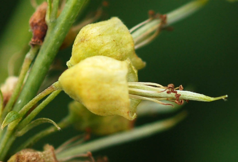 Image of Sophora flavescens specimen.