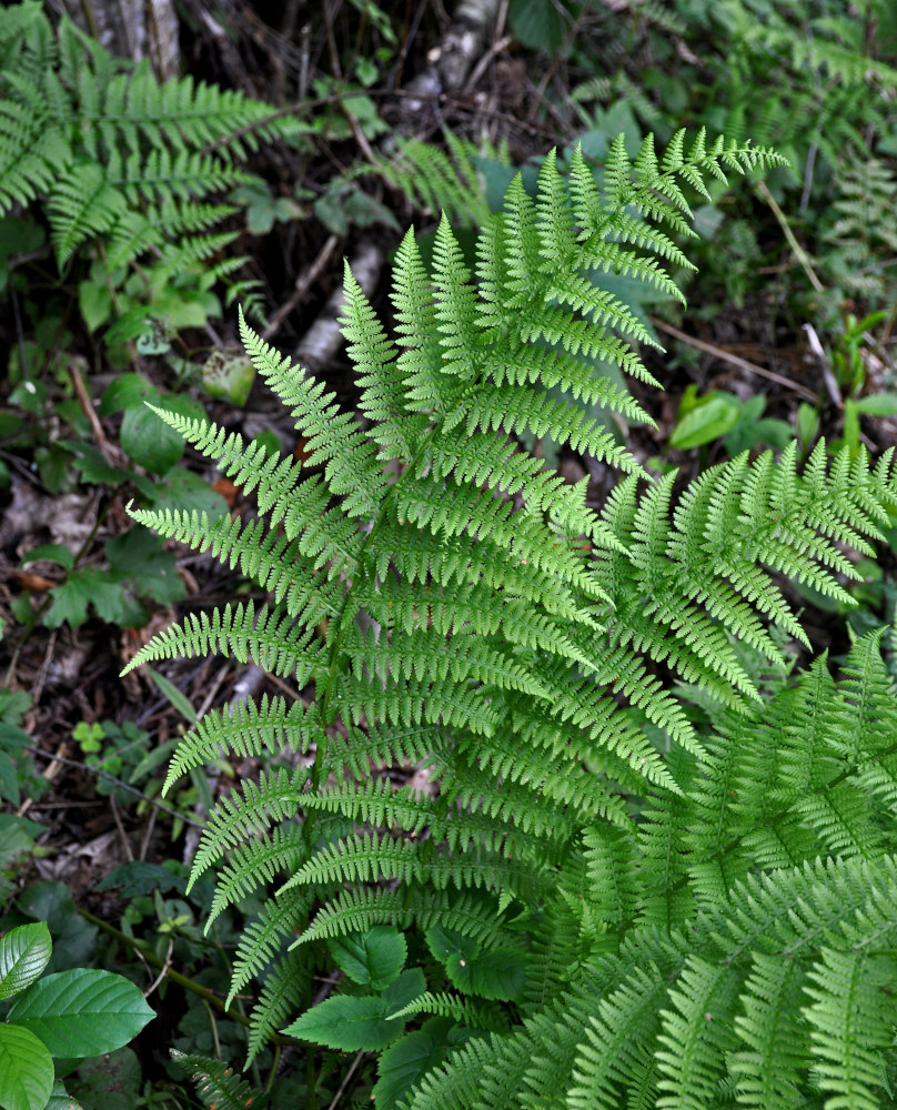 Image of Athyrium filix-femina specimen.