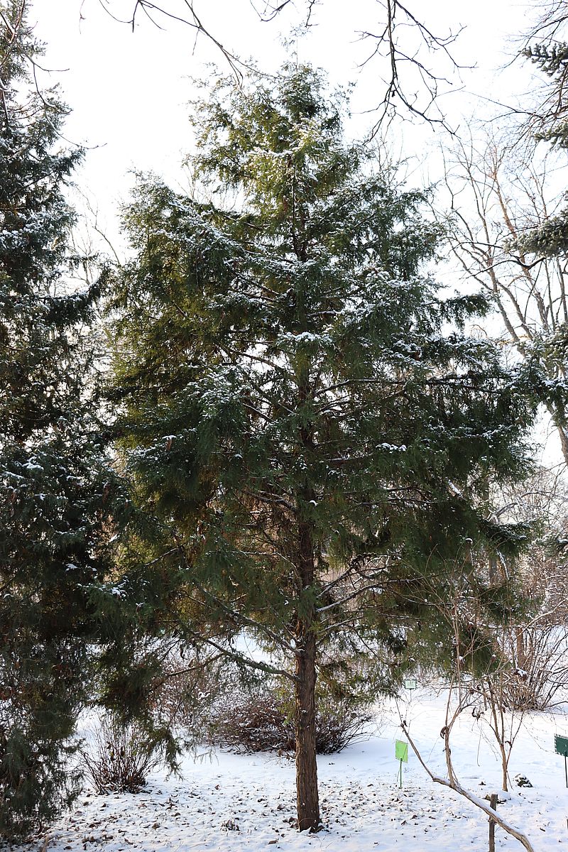 Изображение особи Juniperus chinensis.