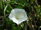 Calystegia sepium