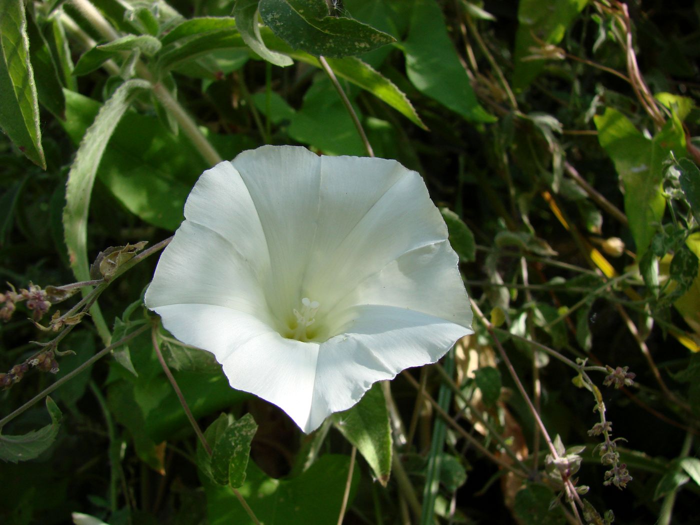 Изображение особи Calystegia sepium.