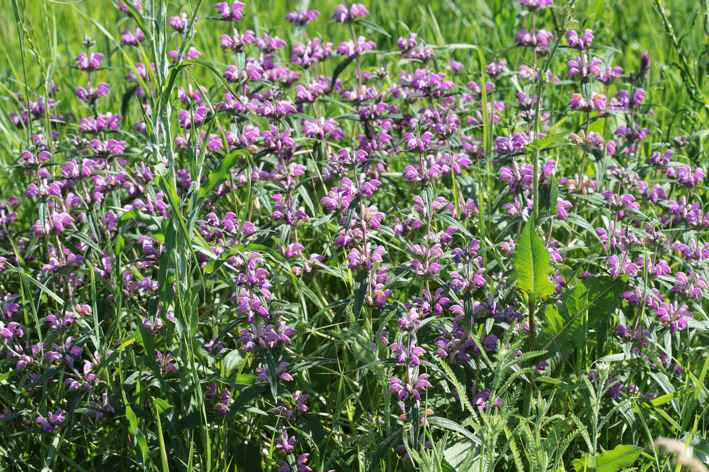 Image of Phlomis pungens specimen.