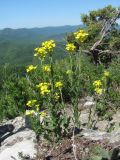 Erysimum cuspidatum. Цветущие растения. Краснодарский край, Абинский р-н, хр. Папай, скальный выход. 14.05.2020.