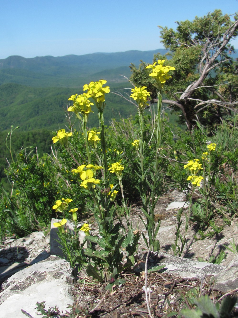 Изображение особи Erysimum cuspidatum.