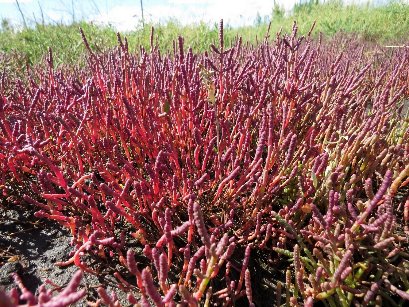 Изображение особи Salicornia perennans.