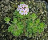 Androsace sempervivoides