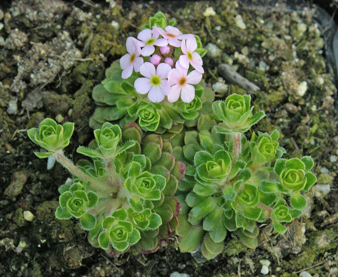Image of Androsace sempervivoides specimen.