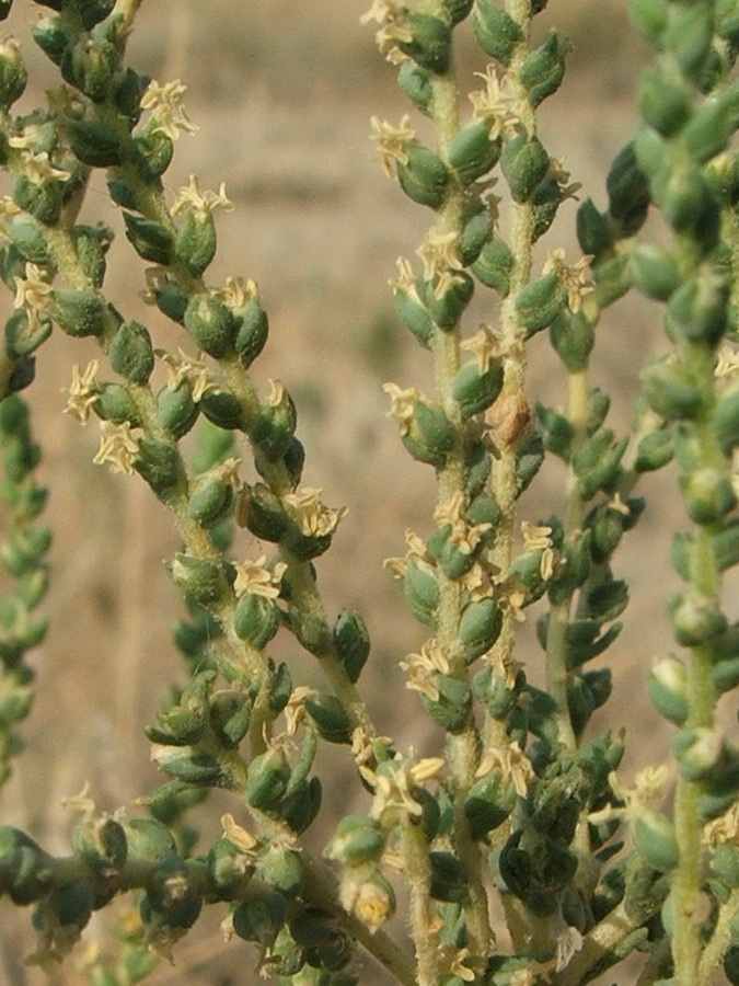 Изображение особи Salsola laricina.