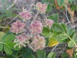 Glehnia litoralis. Соплодие среди листьев Rosa. Приморский край, о-в Попова, побережье Японского моря, песчаный пляж. 07.08.2010.