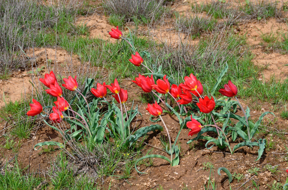 Изображение особи Tulipa suaveolens.