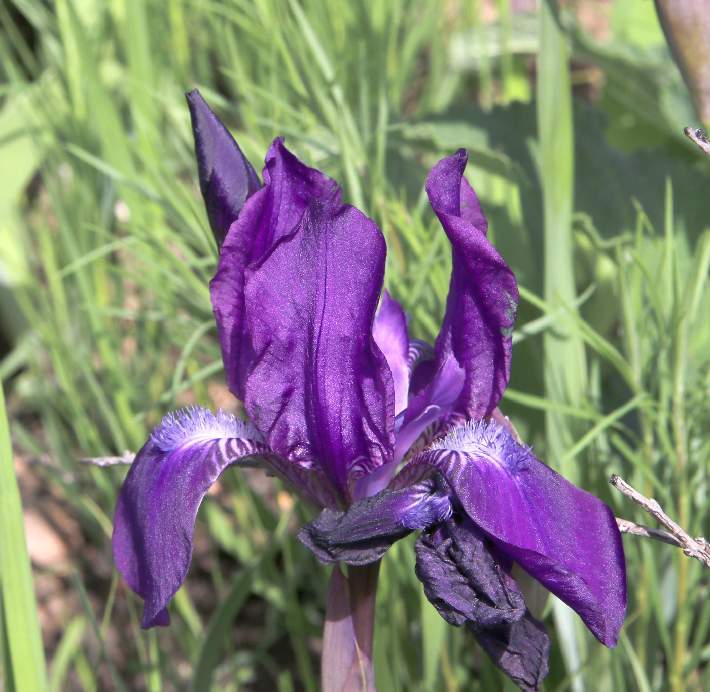 Image of Iris aphylla specimen.