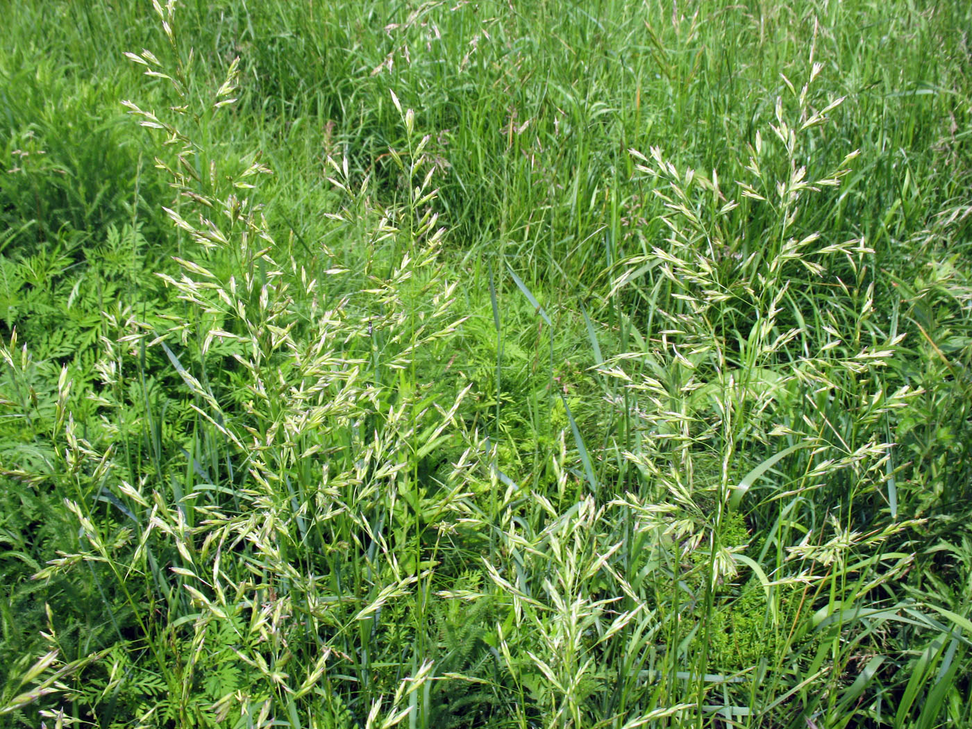 Изображение особи Festuca pratensis.