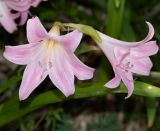 Amaryllis belladonna