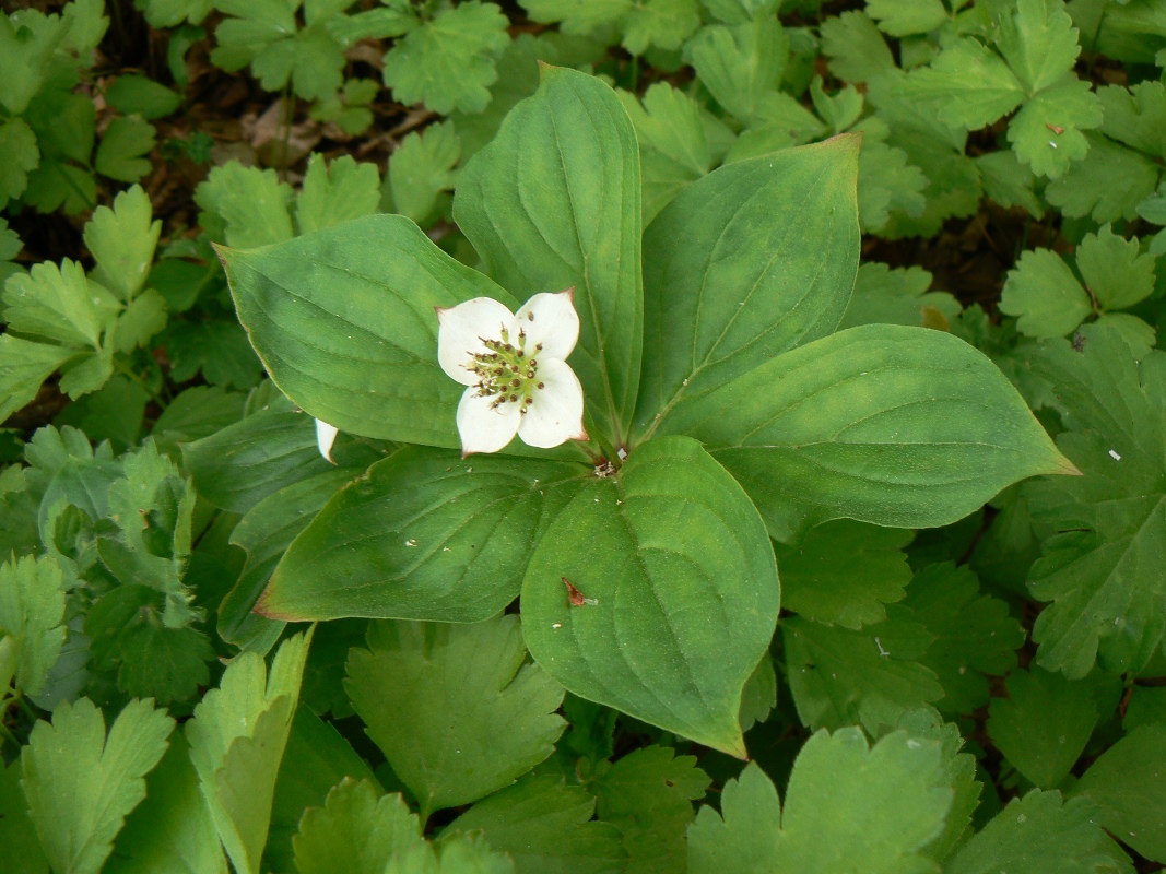 Изображение особи Chamaepericlymenum canadense.