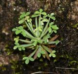 Oxalis sanmiguelii подвид urubambensis. Вегетирующее растение. Перу, регион Куско, обочина тропы вдоль железнодорожного полотна. 19.10.2019.